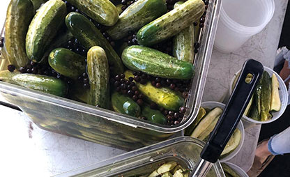 fresh-pickles-in-a-plastic-bin