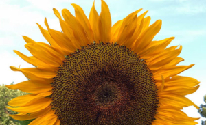 large-sunflower-against-blue-sky