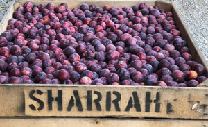 Sharrah orchard plums