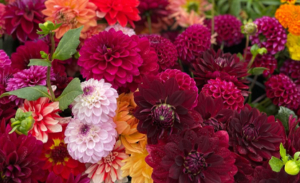 Gill Hill Flowers
