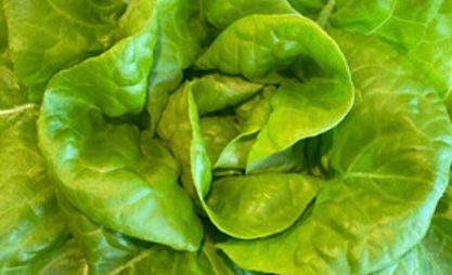 bella vita farm lettuce